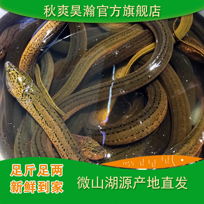 鳝鱼